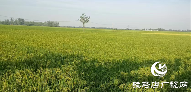 正陽(yáng)縣陡溝鎮(zhèn)尚田村：百眼機(jī)井成為村民豐收的“希望井”