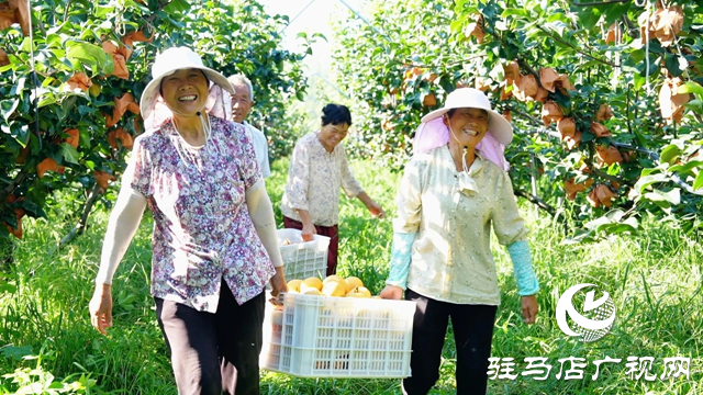 新蔡縣：3000畝金果梨園喜迎豐收季