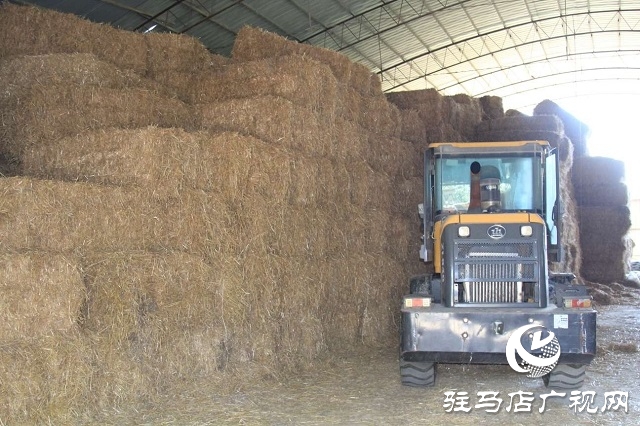  新蔡李橋：秸稈“變身”優(yōu)質飼料 綠色產業(yè)賦能鄉(xiāng)村振興