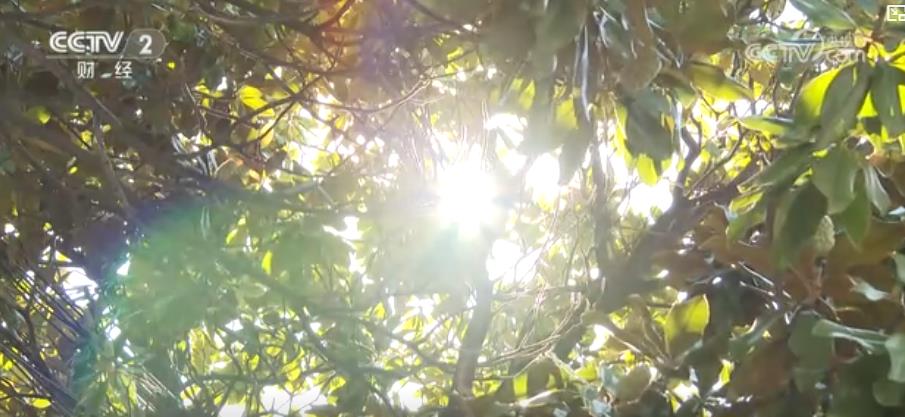 警惕“秋老虎”！晝夜溫差大 心腦血管疾病患者需防范