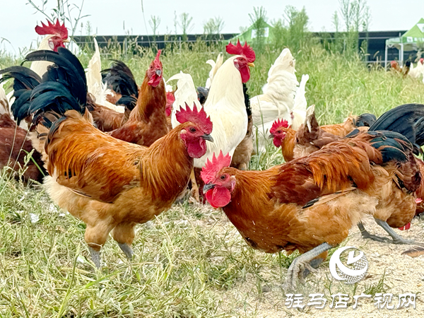 平輿自然農農業(yè)發(fā)展公司：堅守原生態(tài)初心以中草藥喂養(yǎng)詮釋健康本味