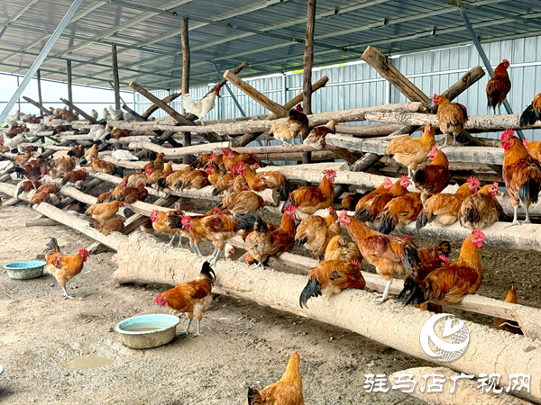 平輿自然農農業(yè)發(fā)展公司：堅守原生態(tài)初心以中草藥喂養(yǎng)詮釋健康本味