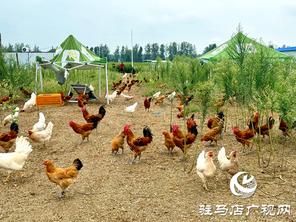 平輿自然農農業(yè)發(fā)展公司：堅守原生態(tài)初心以中草藥喂養(yǎng)詮釋健康本味
