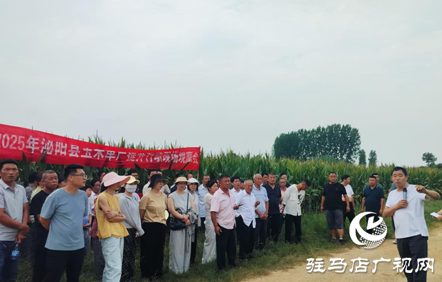 泌陽縣召開2025年玉米規(guī)模種植單產(chǎn)提升項(xiàng)目現(xiàn)場觀摩會(huì)