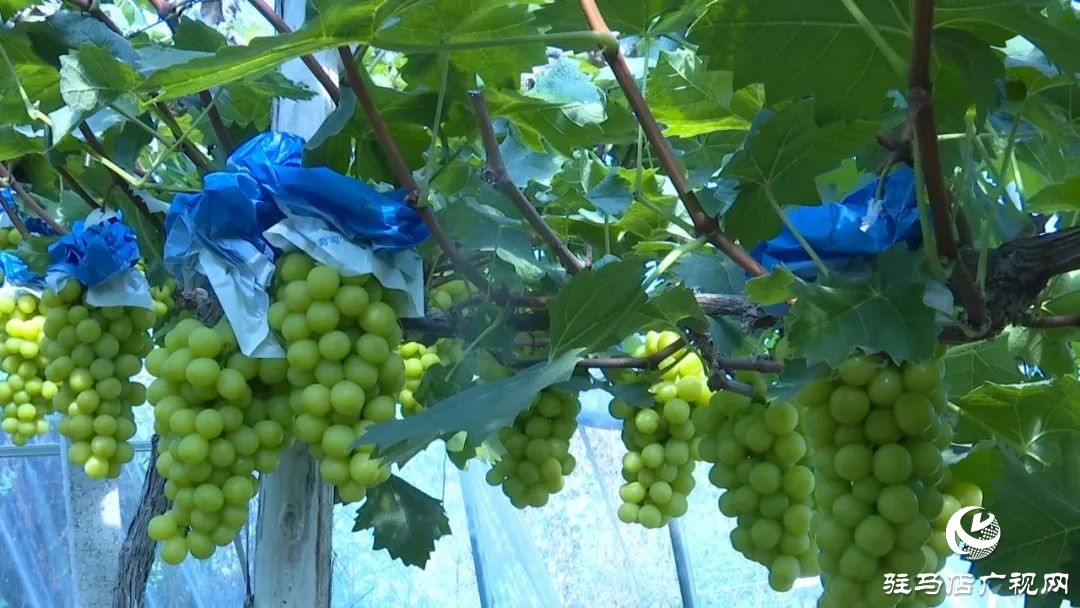 正陽縣清源街道：葡萄迎豐收 特色種植助農(nóng)增收