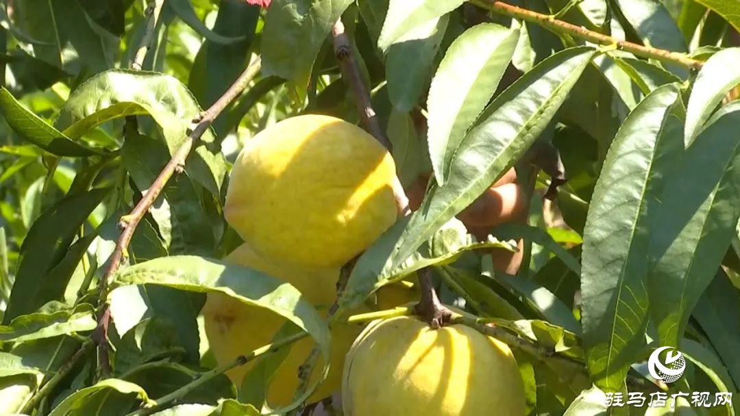 正陽縣清源街道：葡萄迎豐收 特色種植助農(nóng)增收