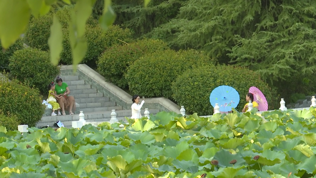 駐馬店置地公園：夏荷未盡秋意顯 荷塘景致引客來