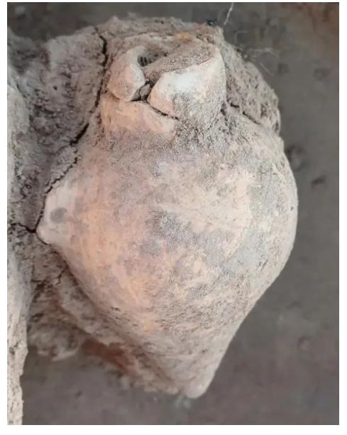中國人“種地DNA”的源頭，藏在8000年前的河南