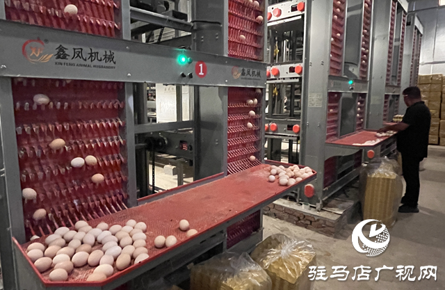 科技賦能蛋雞產(chǎn)業(yè) 平輿縣萬金店鎮(zhèn)打造現(xiàn)代化“蛋倉”基地