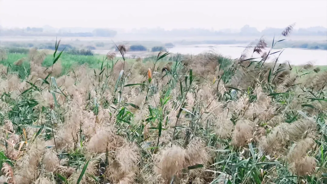每到傍晚，這個地方的景色很夢幻...