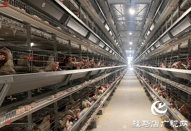 科技賦能蛋雞產(chǎn)業(yè) 平輿縣萬金店鎮(zhèn)打造現(xiàn)代化“蛋倉”基地
