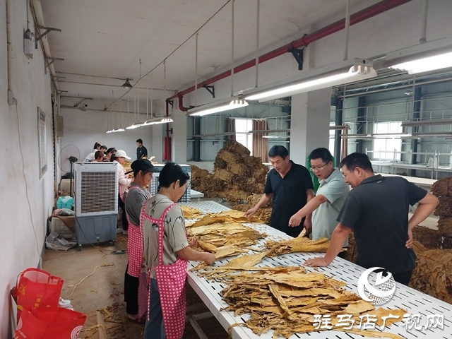 泌陽(yáng)縣郭集鎮(zhèn)：多措并舉備戰(zhàn)煙葉收購(gòu)工作