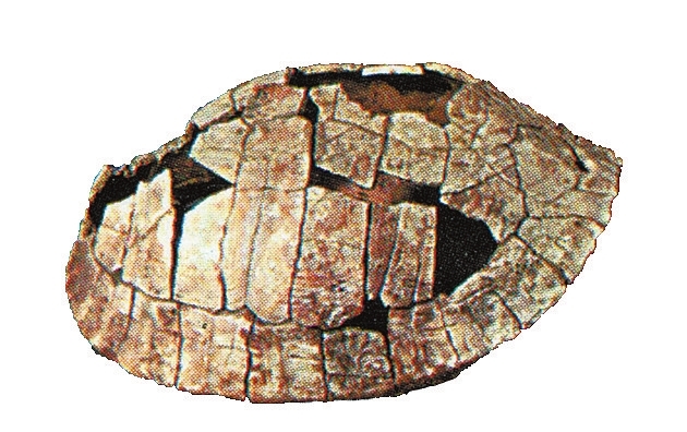 賈湖遺址發(fā)現(xiàn)中國(guó)最早木棺