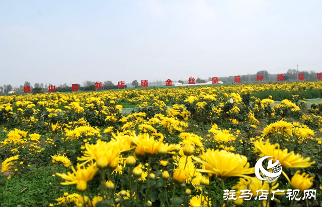 確山縣：深耕“豫南藥鄉(xiāng)”沃土 打造中藥材產(chǎn)業(yè)振興富民路