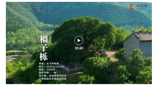 古樹長歌 | 嵩山腳下古道邊，七棵櫟樹跨越千年