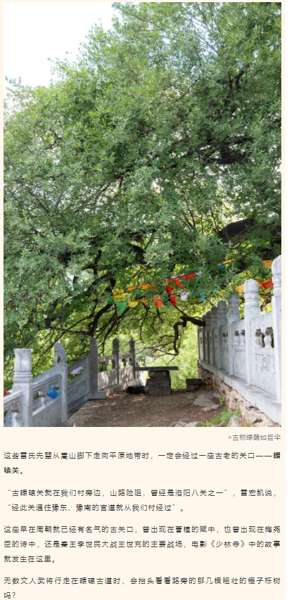 古樹長歌 | 嵩山腳下古道邊，七棵櫟樹跨越千年