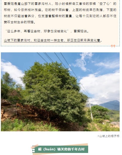 古樹長歌 | 嵩山腳下古道邊，七棵櫟樹跨越千年