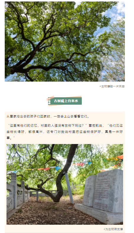 古樹長歌 | 嵩山腳下古道邊，七棵櫟樹跨越千年