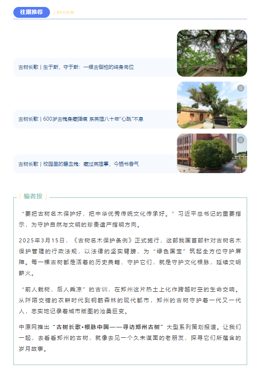 古樹長歌 | 嵩山腳下古道邊，七棵櫟樹跨越千年