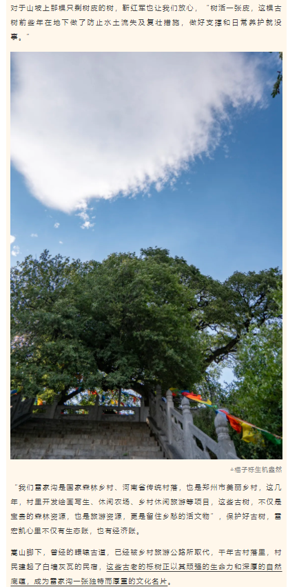 古樹長歌 | 嵩山腳下古道邊，七棵櫟樹跨越千年
