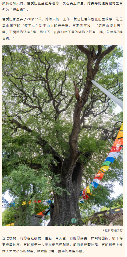 古樹長歌 | 嵩山腳下古道邊，七棵櫟樹跨越千年