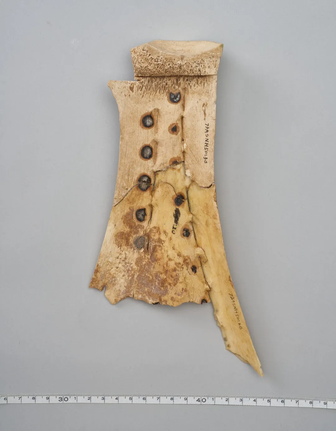 文博日歷丨透過這片“明星甲骨”，一起尋找漢字的源頭！