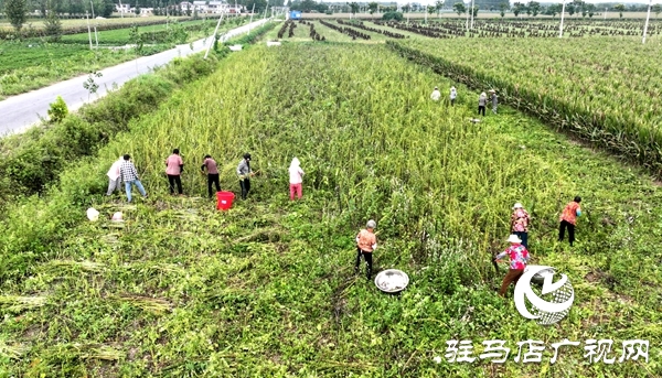 平輿千畝芝麻種植基地芝麻開(kāi)鐮 傳統(tǒng)農(nóng)耕繪就金色豐收?qǐng)D景