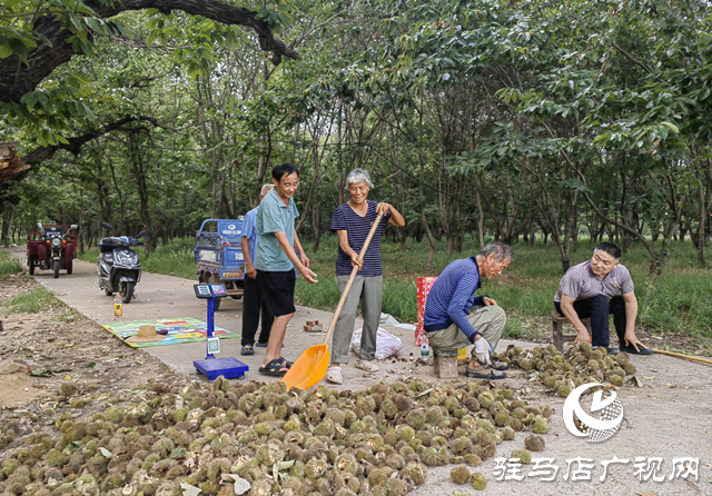 確山縣石滾河鎮(zhèn)何大廟村：特色板栗鋪就鄉(xiāng)村振興致富路