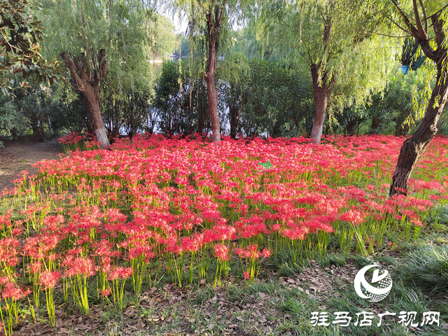 駐馬店置地公園：彼岸花開(kāi)正盛 秋日美景引客來(lái)