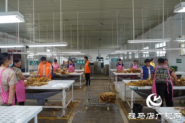 泌陽(yáng)縣煙葉收購(gòu)工作全面開(kāi)啟
