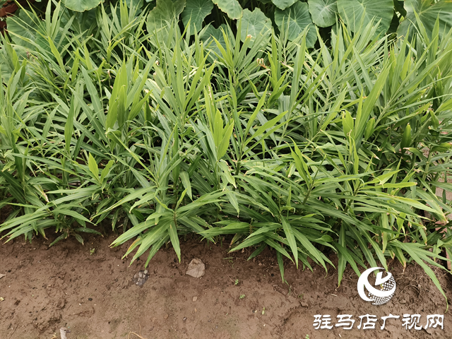  職工“小菜園” 種出“大幸?！? /></a></p>
<p>鐵軌旁的小菜園，種出的是蔬菜，收獲的是增收的實惠與職工的歸屬感。這片充滿生機的小天地，現(xiàn)如今已成為彭家灣車站暖人心、聚合力的生動注腳。</p>
<div   class=