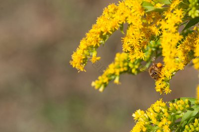 秋季花粉過(guò)敏，怎么應(yīng)對(duì)？