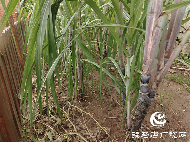  職工“小菜園” 種出“大幸福”