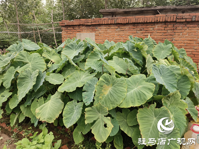  職工“小菜園” 種出“大幸?！? /></a></p>
<p>如今走進(jìn)菜園，甘蔗已拔節(jié)，芋頭已接近成熟，壟溝里的小蔥、香菜綠油油一片，地瓜藤順著圍欄爬得滿當(dāng)當(dāng)。“以前食堂炒青菜全靠買，現(xiàn)在每周能采收兩三次新鮮蔬菜，炒出來的菜香得很！”食堂廚師笑著說，小菜園不僅讓職工餐費支出省了近三成，更讓大家吃出了“家的味道”。</p>
<p>休息時，職工們總愛到菜園轉(zhuǎn)一轉(zhuǎn)：摘根黃瓜當(dāng)零食，拔把生菜做沙拉，或是坐在田埂上聊聊天。“看著自己種的菜長大，倒班的疲憊都少了一半。”年輕職工小王說，現(xiàn)在班組里的凝聚力更強了，大家干活的勁頭也更足了。</p>
<p align=