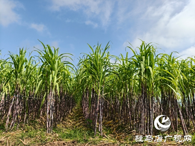 泌陽(yáng)縣郭集鎮(zhèn)：甘蔗豐收鋪就鄉(xiāng)村甜蜜致富路