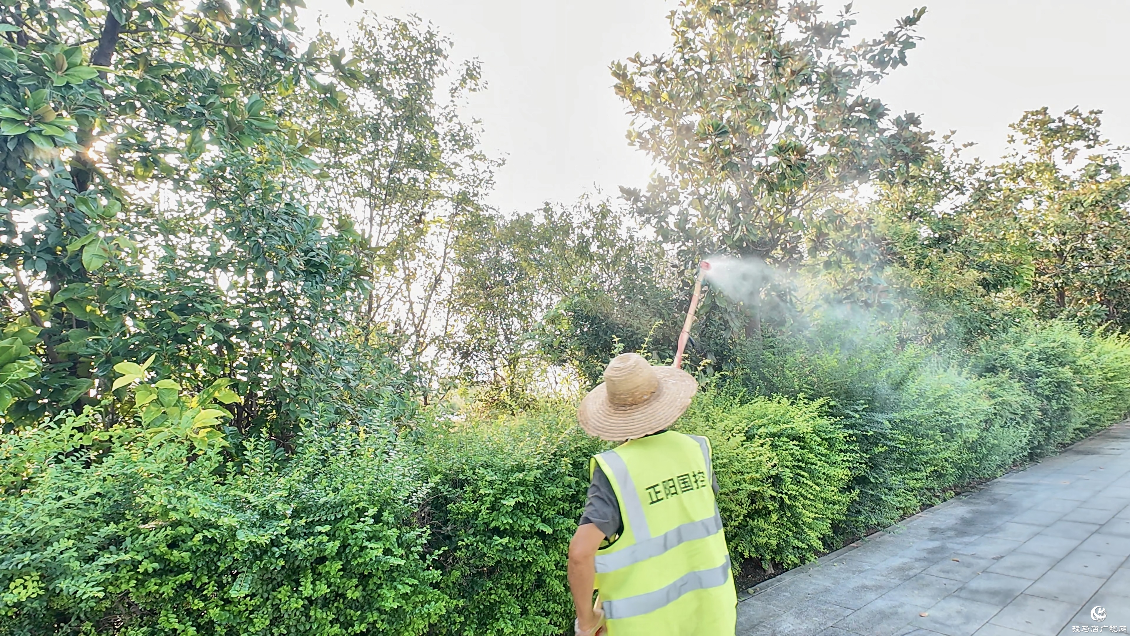 正陽縣城市管理局：多措并舉科學(xué)防治白粉虱 守護(hù)城市宜居環(huán)境