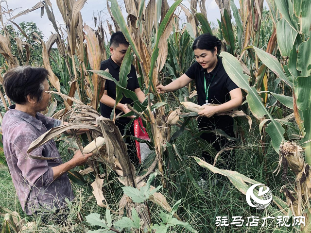 中國人壽財險駐馬店中支開展“為民辦實事 助農(nóng)秋收”專項幫扶活動