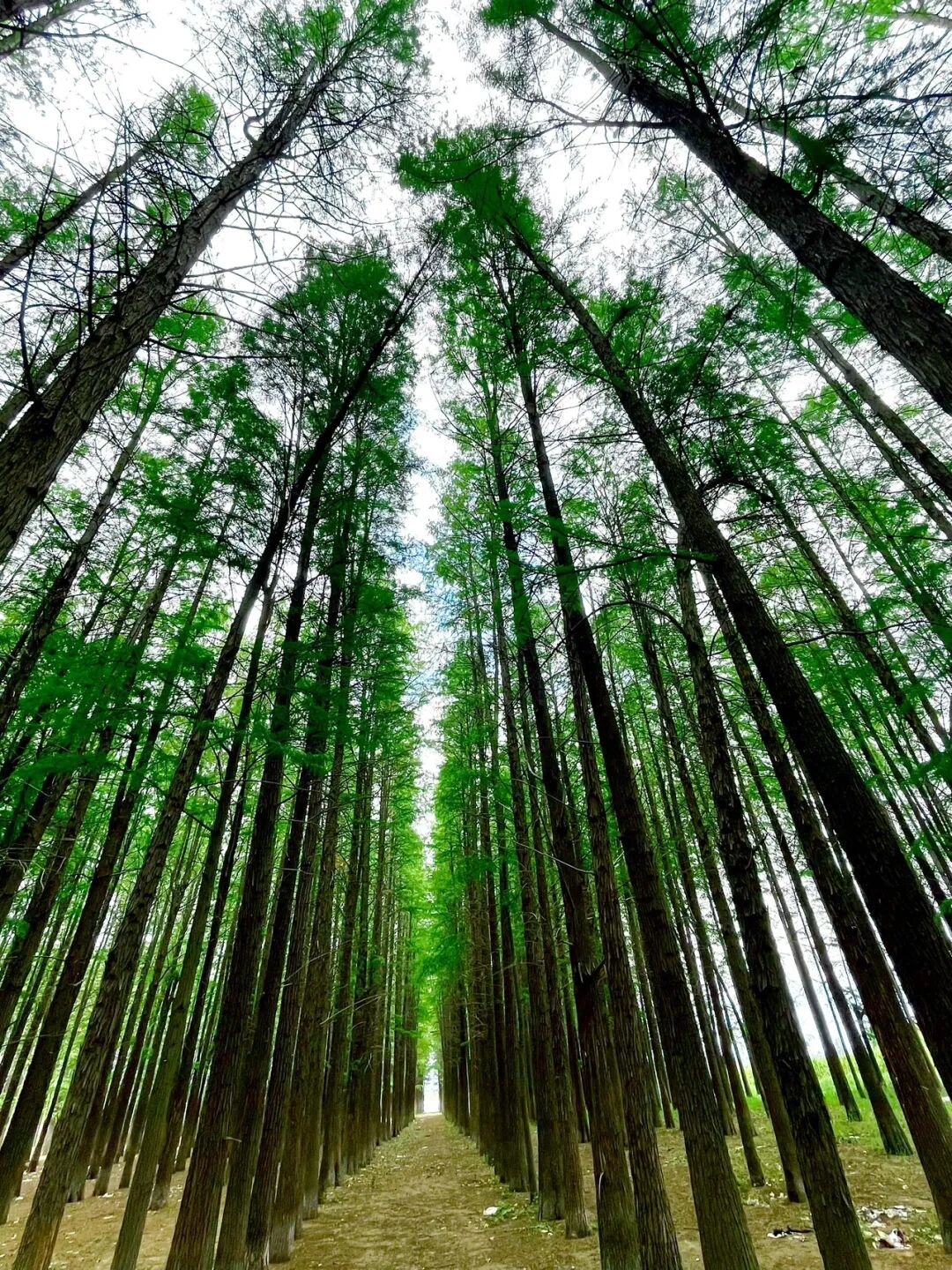 這里是駐馬店李朝京