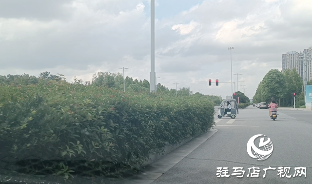 綠化帶瘋長(zhǎng)遮擋視線 市民呼吁及時(shí)修剪消除隱患