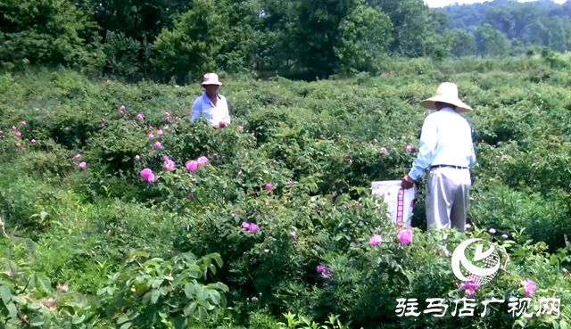 確山縣何大廟村：芬芳產業(yè)富鄉(xiāng)村