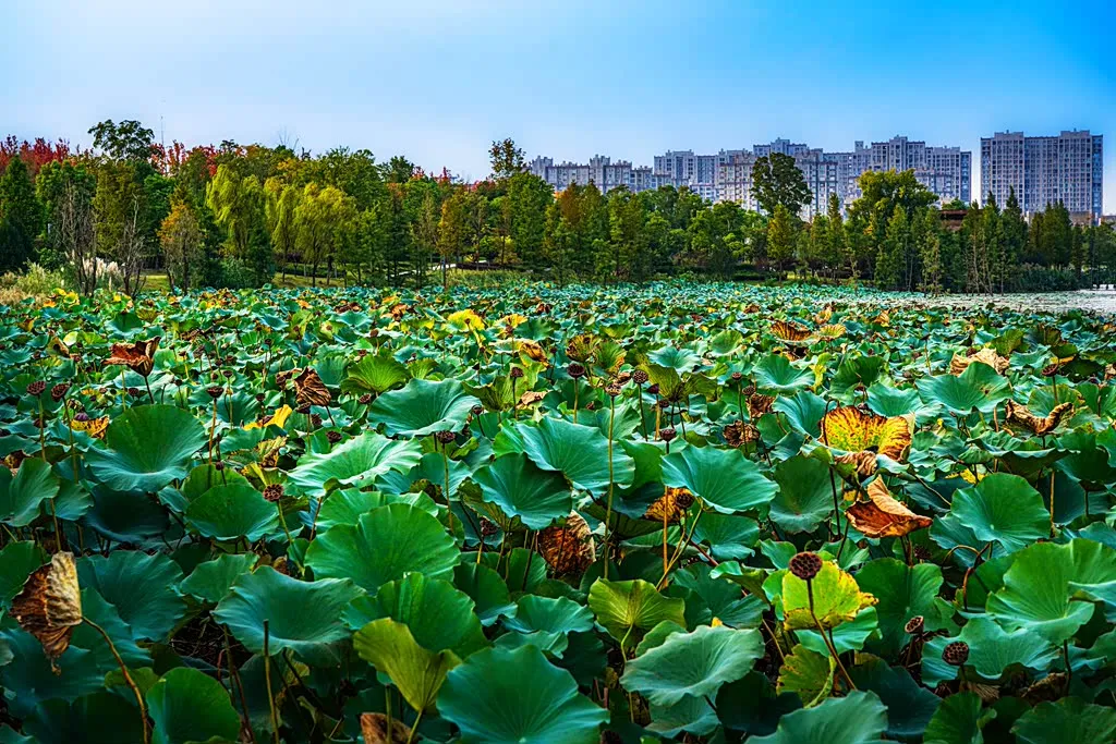 縣區(qū)動(dòng)態(tài) | 朝霞映日晨光美