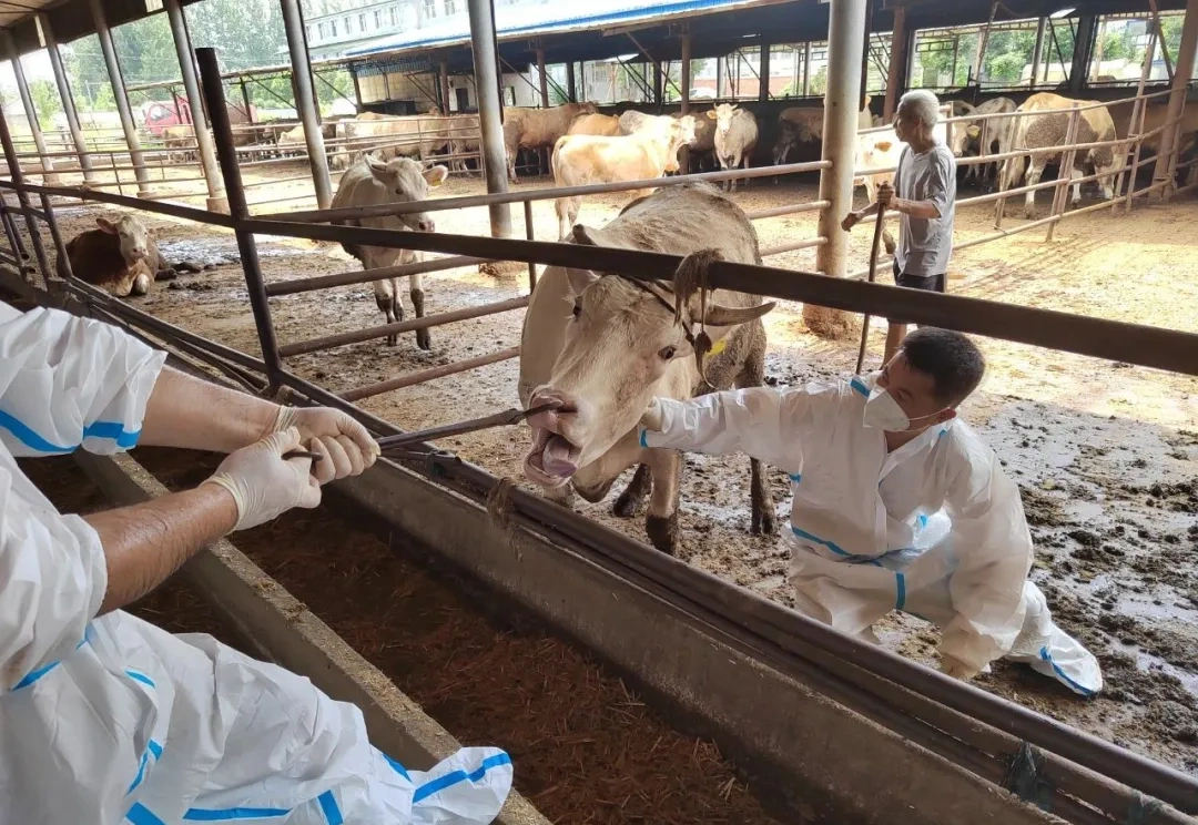 駐馬店市動物疫病防疫檢疫中心發(fā)布2025年9月份動物疫病預警預報信息