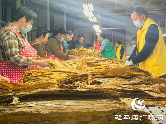 泌陽縣郭集鎮(zhèn)：黨建引領(lǐng) 助力煙葉收購(gòu)“加速度”