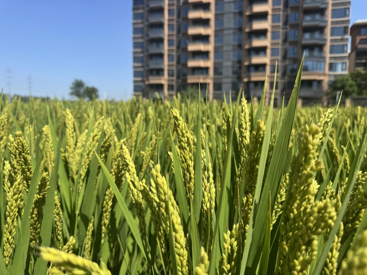 中原農(nóng)谷啟動(dòng)種肥一體化八萬(wàn)畝示范田建設(shè)