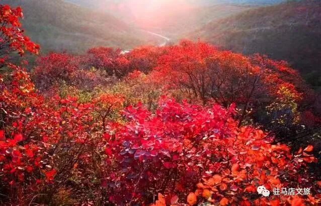 秋日漫步:橙紅橘綠時(shí)的詩意畫卷