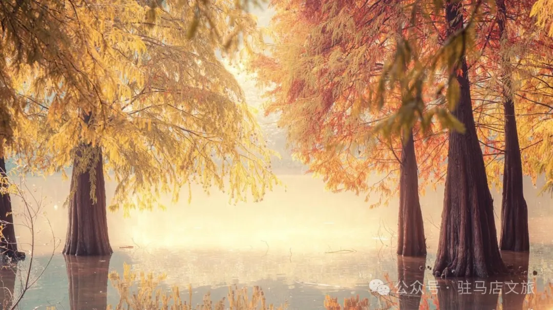 秋日漫步:橙紅橘綠時(shí)的詩意畫卷