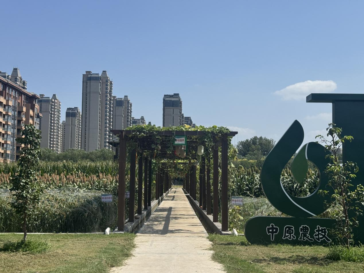 中原農(nóng)谷啟動(dòng)種肥一體化八萬(wàn)畝示范田建設(shè)