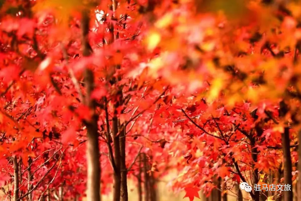 秋日漫步:橙紅橘綠時(shí)的詩意畫卷