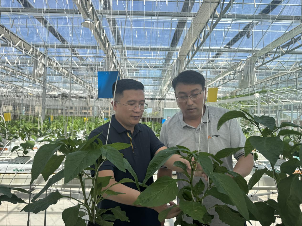 中原農(nóng)谷啟動(dòng)種肥一體化八萬(wàn)畝示范田建設(shè)