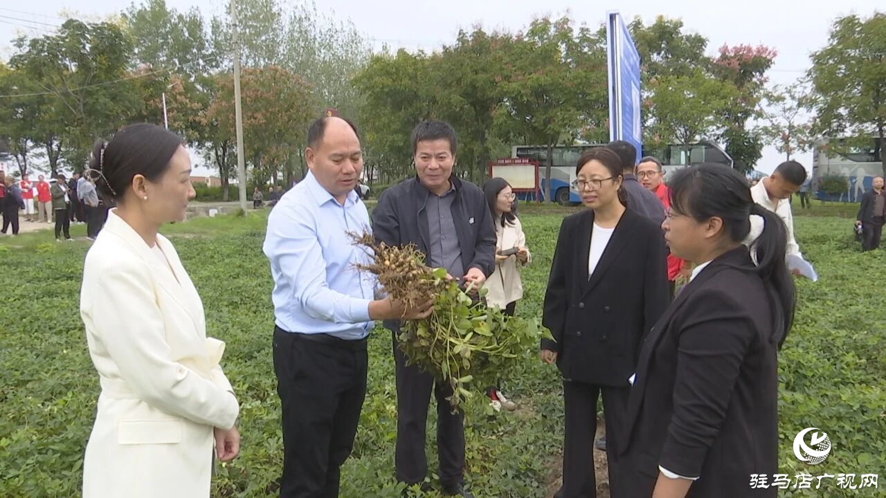 正陽縣舉行院縣共建“高油酸花生豫花37配套水肥一體化技術(shù)”觀摩會